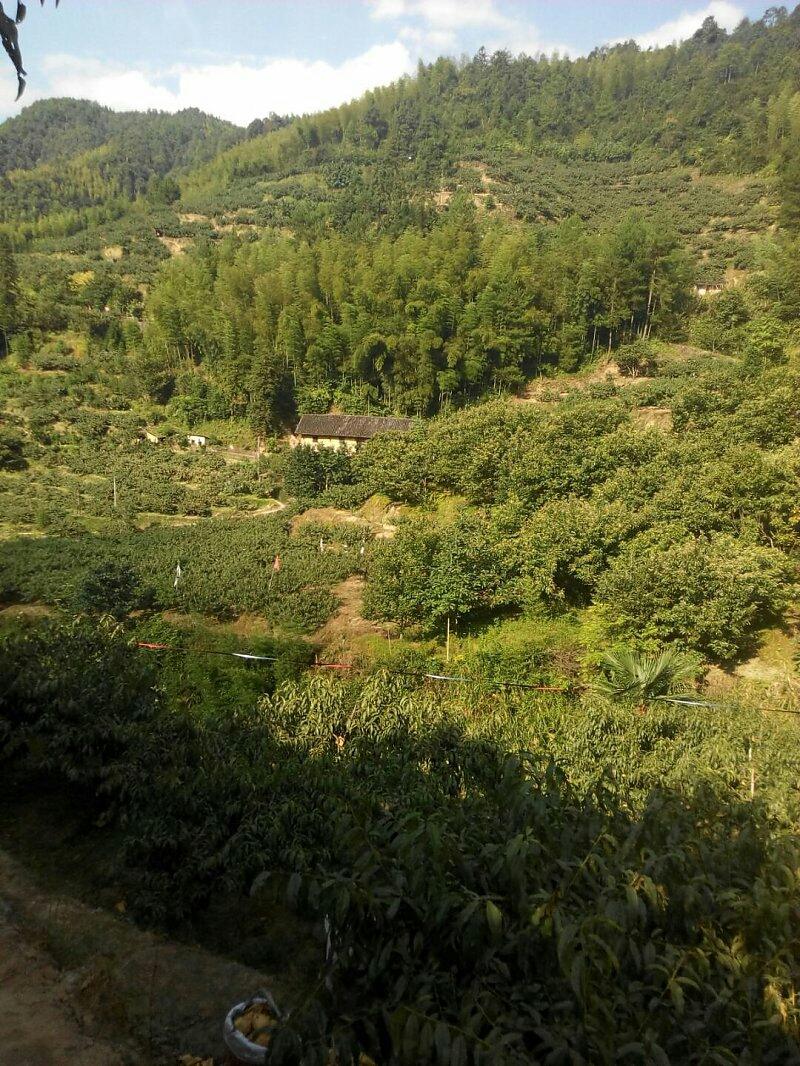 黃桃圖片/黃桃樣板圖 (3)