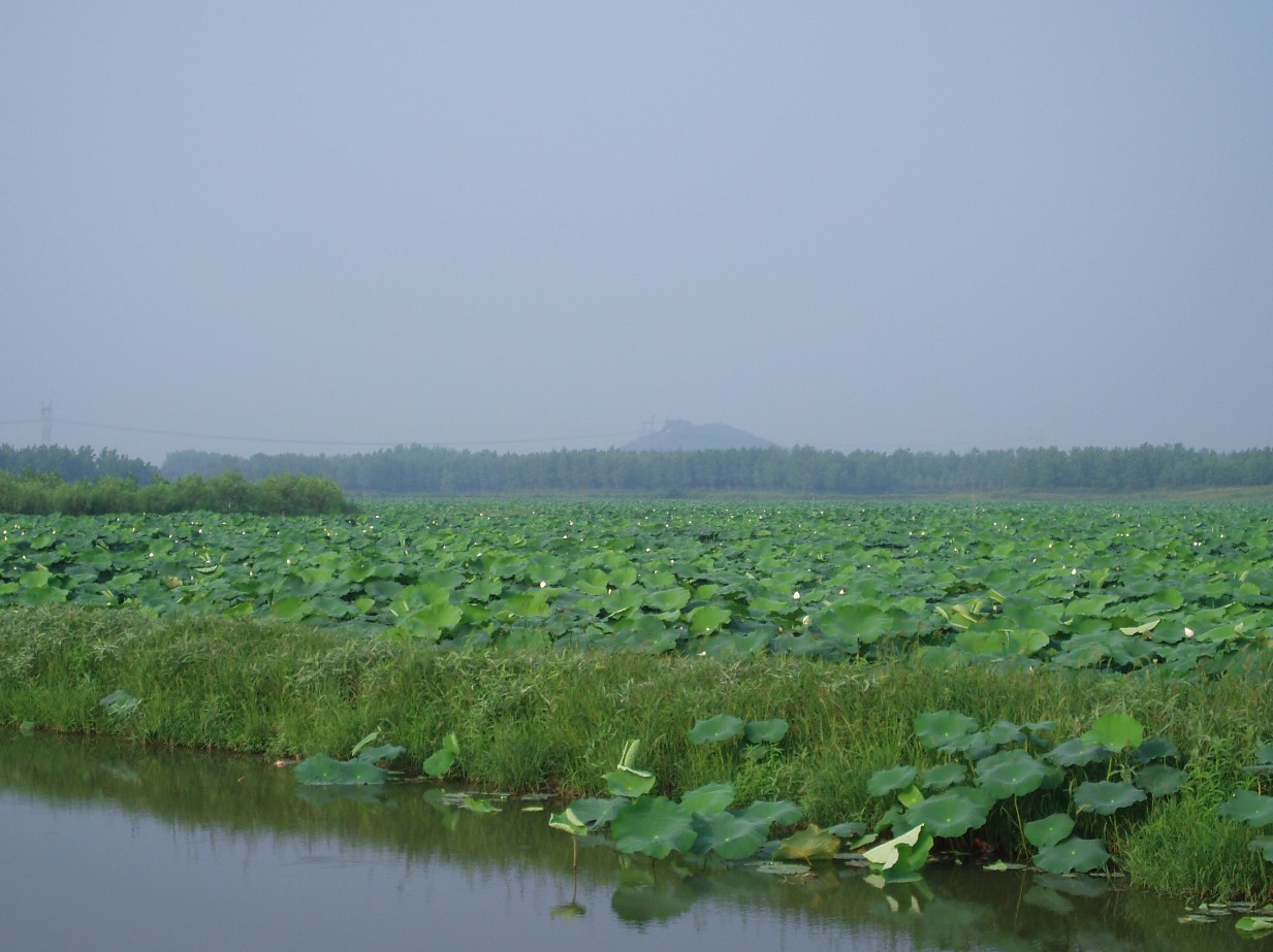 咸宁市预定莲藕种苗，莲藕种哪有，湖北藕厂家预定莲藕种苗，莲藕种哪有，湖北藕