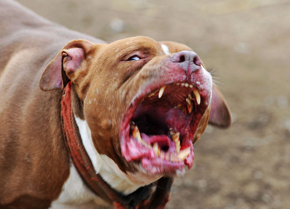 贵州猎犬养殖场猎犬价格