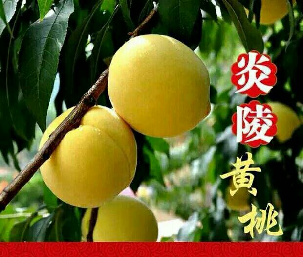 黃桃圖片/黃桃樣板圖 (4)