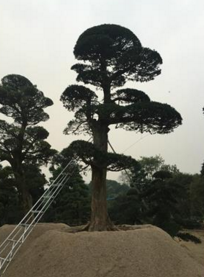 羅漢松圖片/羅漢松樣板圖 (2)