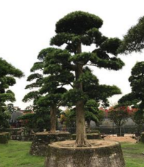 羅漢松圖片/羅漢松樣板圖 (4)