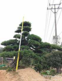 羅漢松圖片/羅漢松樣板圖 (4)