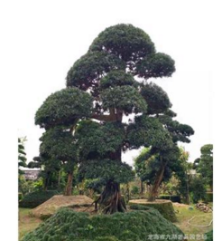 廠家直銷*日本羅漢松樹*15至70公分批發(fā)羅漢松求購羅漢松 羅漢松樹精15至70公分