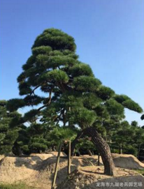 黑松圖片/黑松樣板圖 (2)