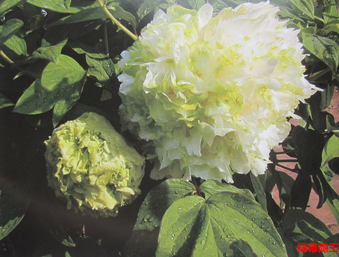 牡丹圖片/牡丹樣板圖 (4)