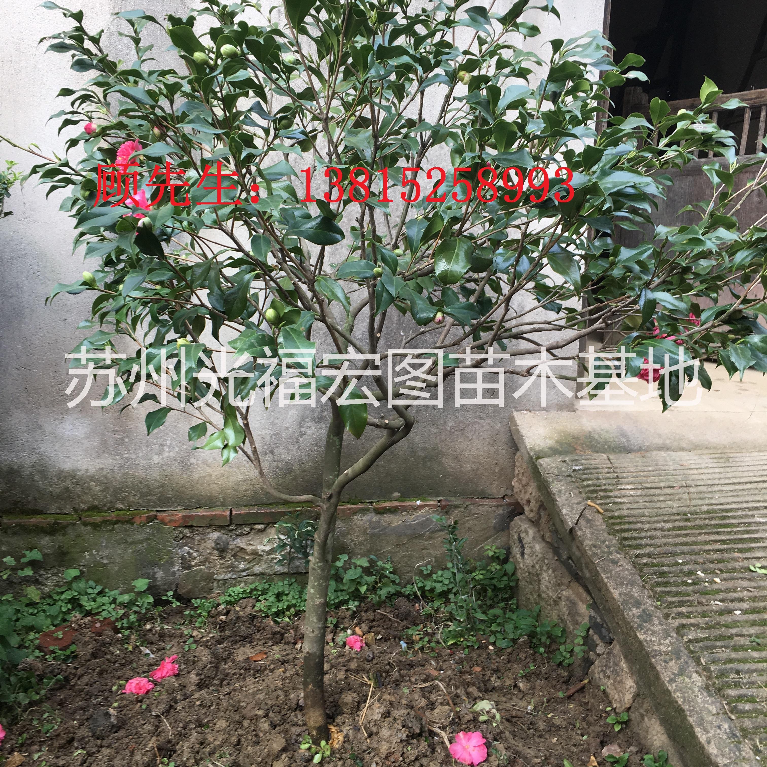 蘇州花木批發(fā)市場(chǎng)圖片/蘇州花木批發(fā)市場(chǎng)樣板圖 (1)