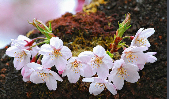 宜宾市广州樱花苗厂家