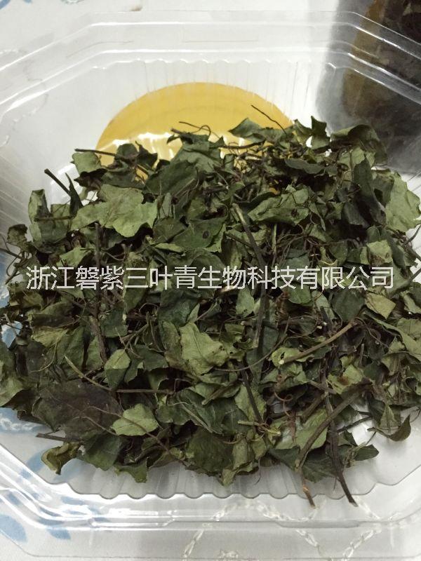三葉青茶 三葉青批發(fā) 三葉青種植基地 三葉青小苗價格 浙江磐紫三葉青茶，清熱解毒，利咽