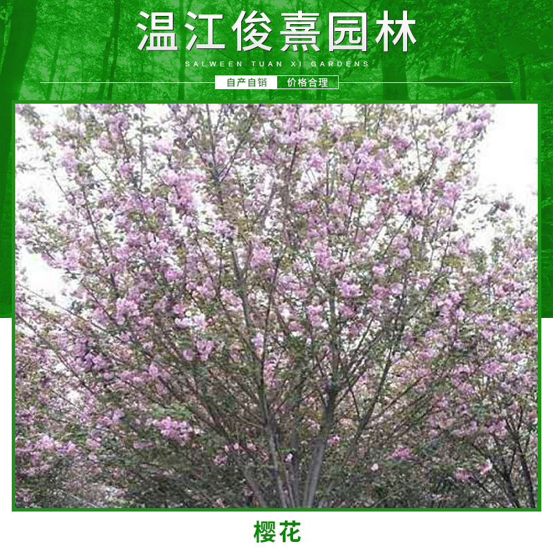 櫻花圖片/櫻花樣板圖 (1)