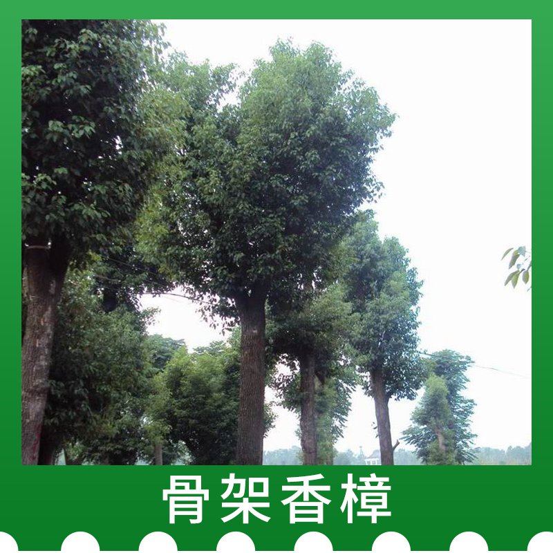 骨架香樟圖片/骨架香樟樣板圖 (4)