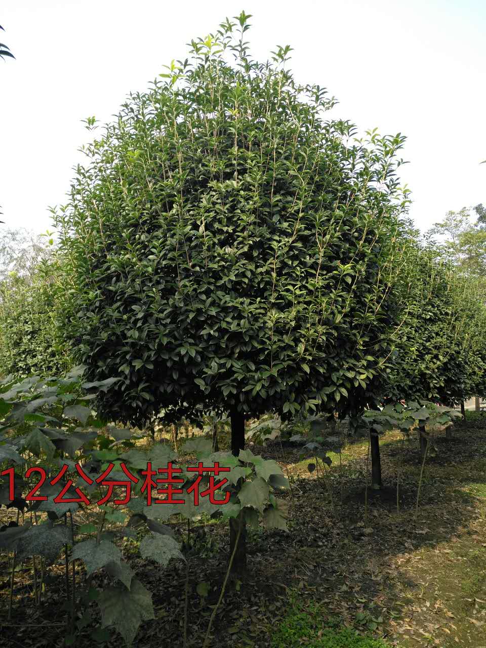 株洲桂花價(jià)格 株洲桂花苗 注準(zhǔn)高桿桂花 株洲桂花種植基地