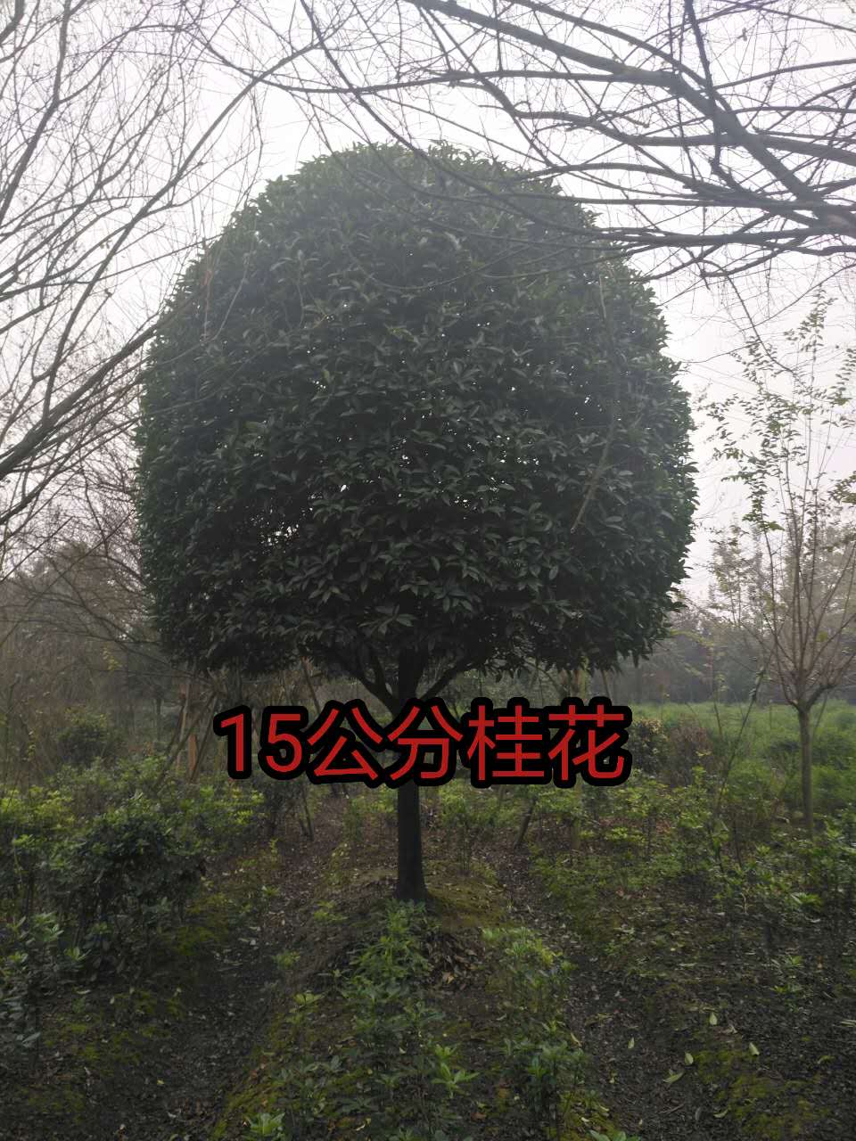 安徽高桿桂花圖片/安徽高桿桂花樣板圖 (1)