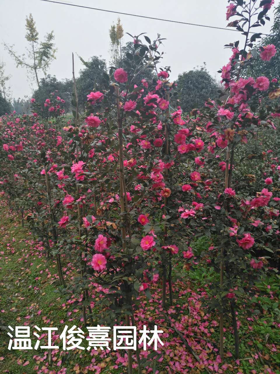 湖北茶梅圖片/湖北茶梅樣板圖 (2)