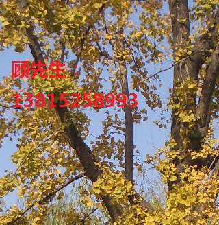 蘇州綠化工程，景觀庭院綠化公司，蘇州園林景觀綠化設(shè)計