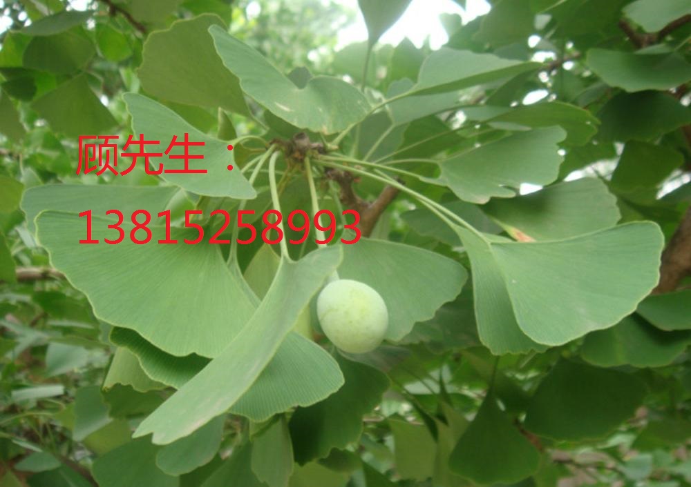 蘇州樹苗樹木市場(chǎng)、造型羅漢松、蘇州綠化苗木價(jià)格、景觀樹木古樁