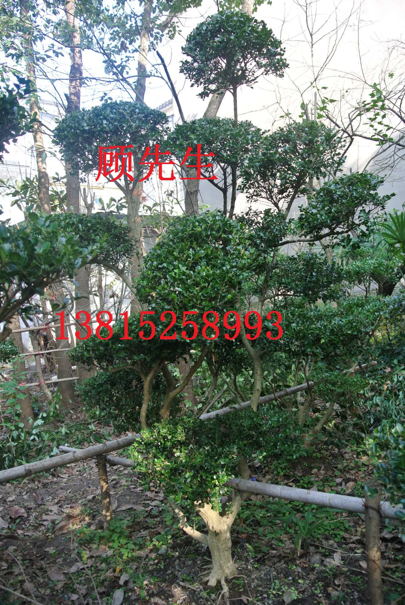 造型瓜子黃楊、別墅景觀工程、造型樹、蘇州光福苗木基地、花木市場