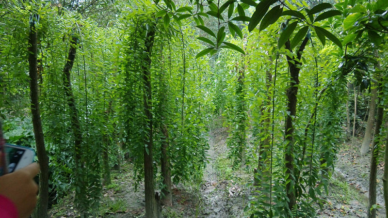 龍爪槐圖片/龍爪槐樣板圖 (3)