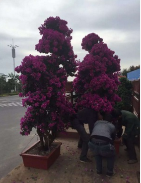 厂家供应造型三角梅，勒杜鹃，三角梅小苗，紫花三角梅