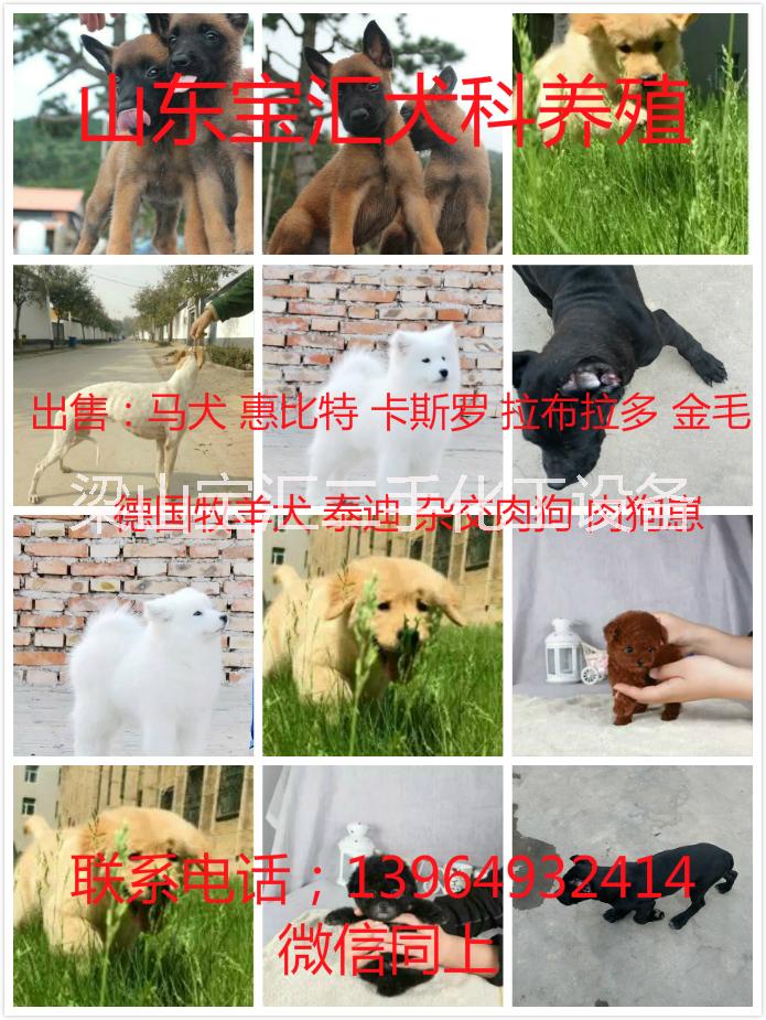 马犬幼犬-马犬价格-哪里有立耳马犬图片