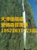 天津佳信誠大量供應(yīng)安德森苜蓿草圖片/天津佳信誠大量供應(yīng)安德森苜蓿草樣板圖 (1)