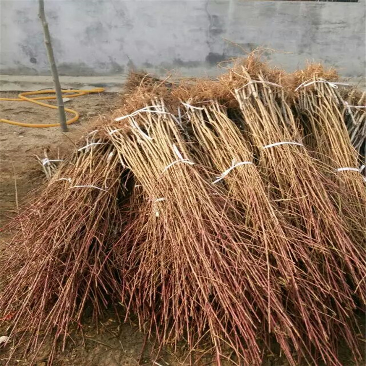 桃樹(shù)苗圖片/桃樹(shù)苗樣板圖 (3)