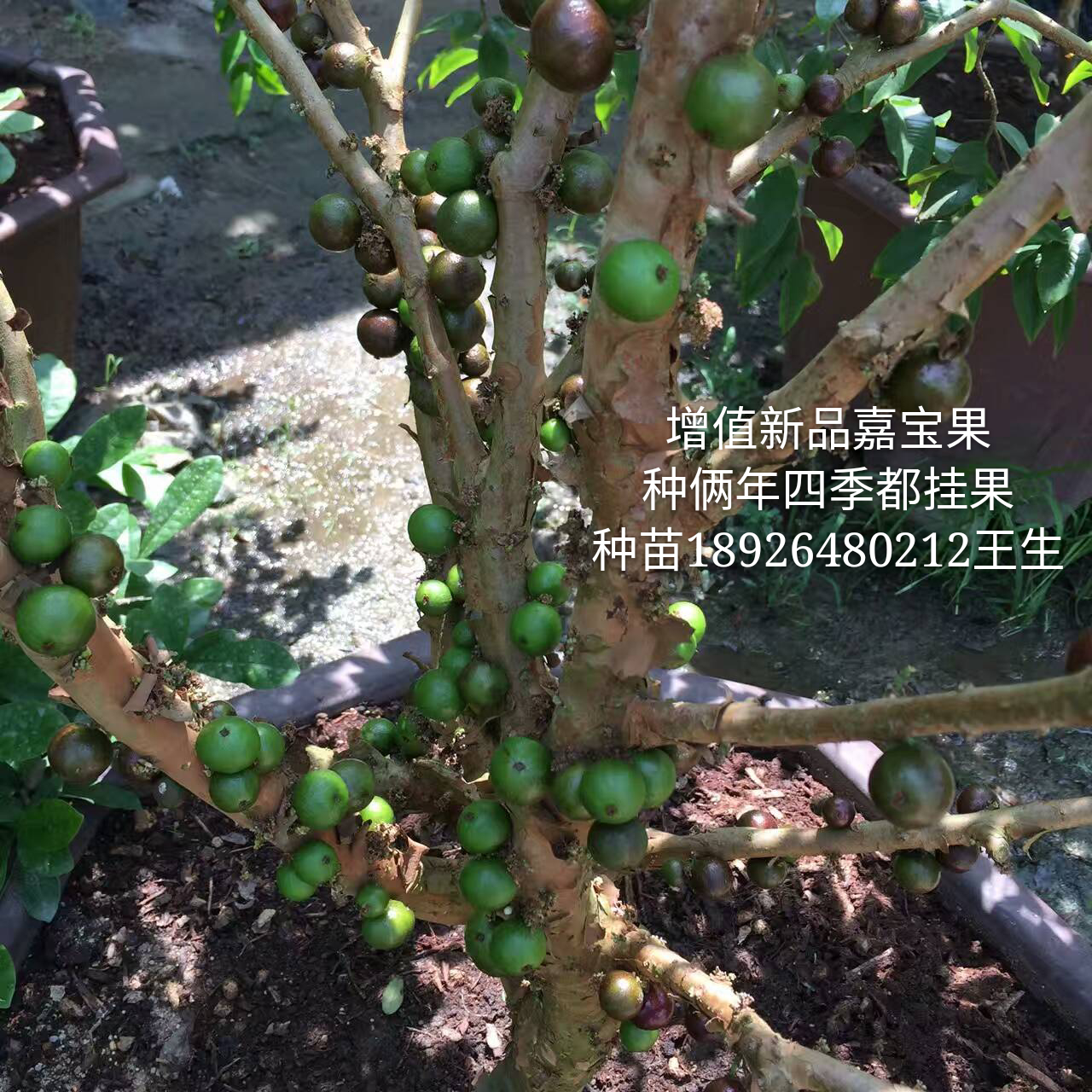 新品種圖片/新品種樣板圖 (3)