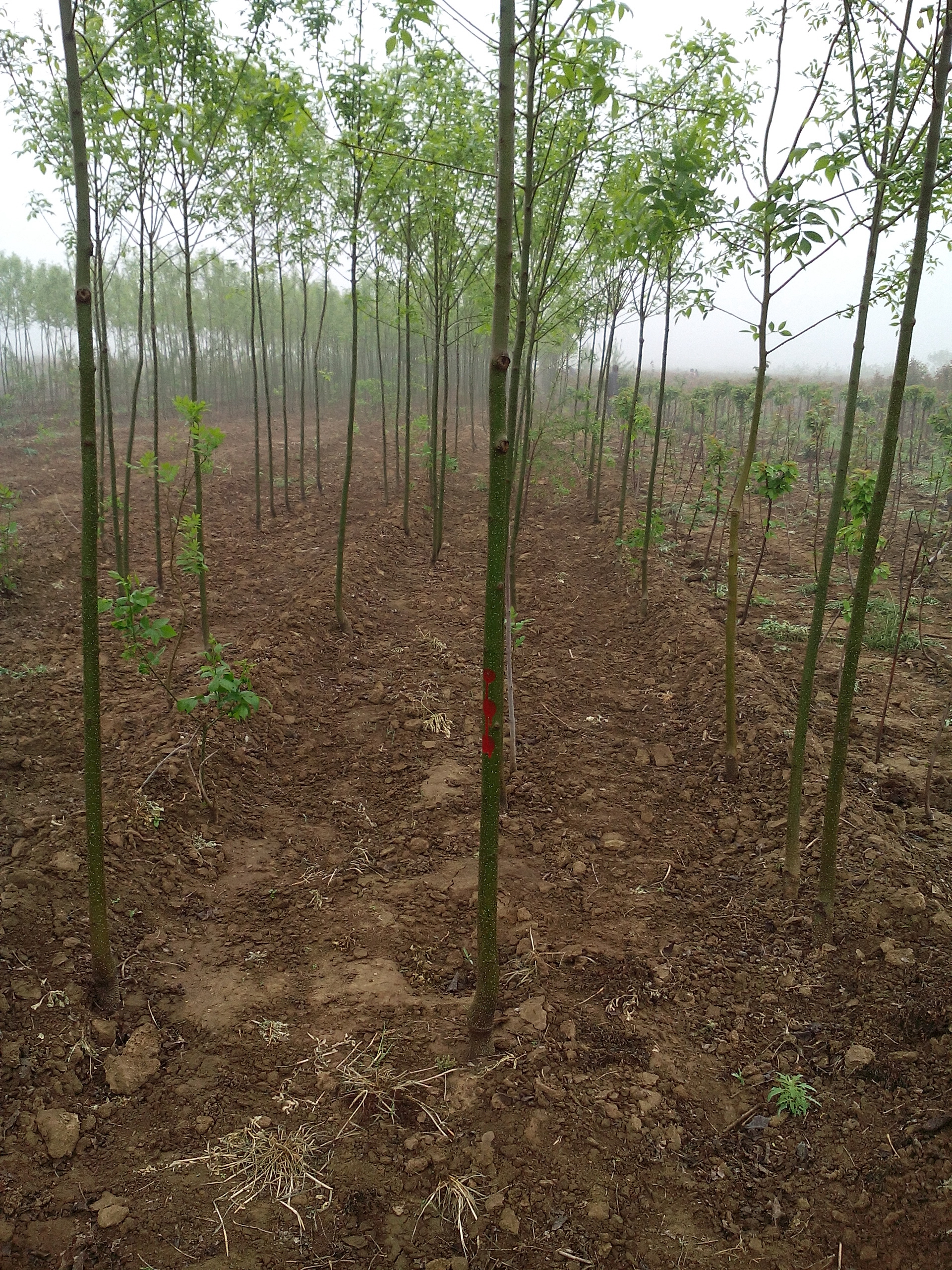 白蠟樹苗，3-5cm白蠟樹苗，山東泰安3.2米定桿的白蠟樹批發(fā)