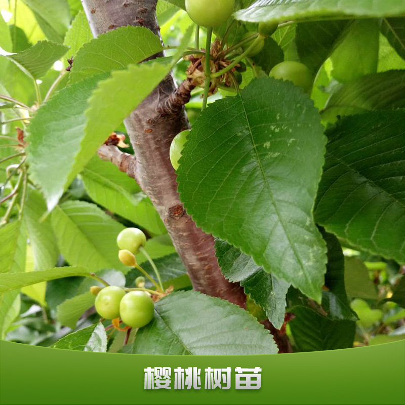 櫻桃樹苗圖片/櫻桃樹苗樣板圖 (4)