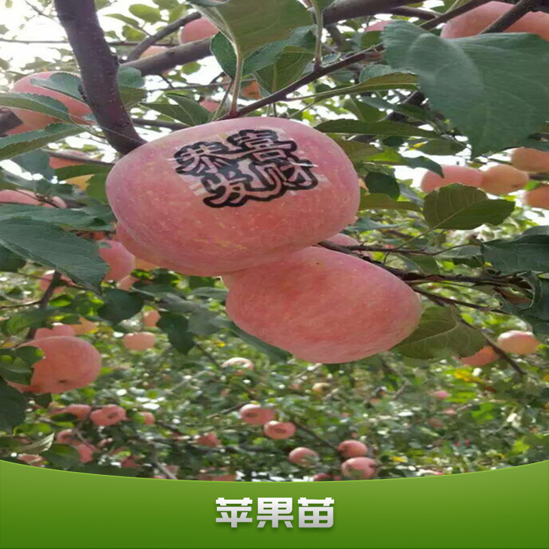 蘋果苗批發(fā)圖片/蘋果苗批發(fā)樣板圖 (2)
