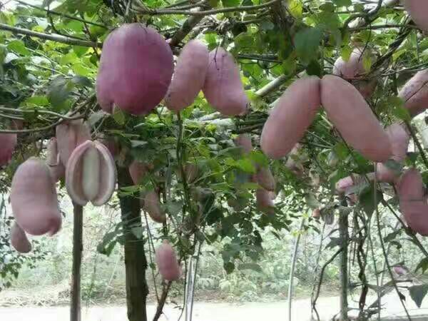 八月瓜圖片/八月瓜樣板圖 (3)