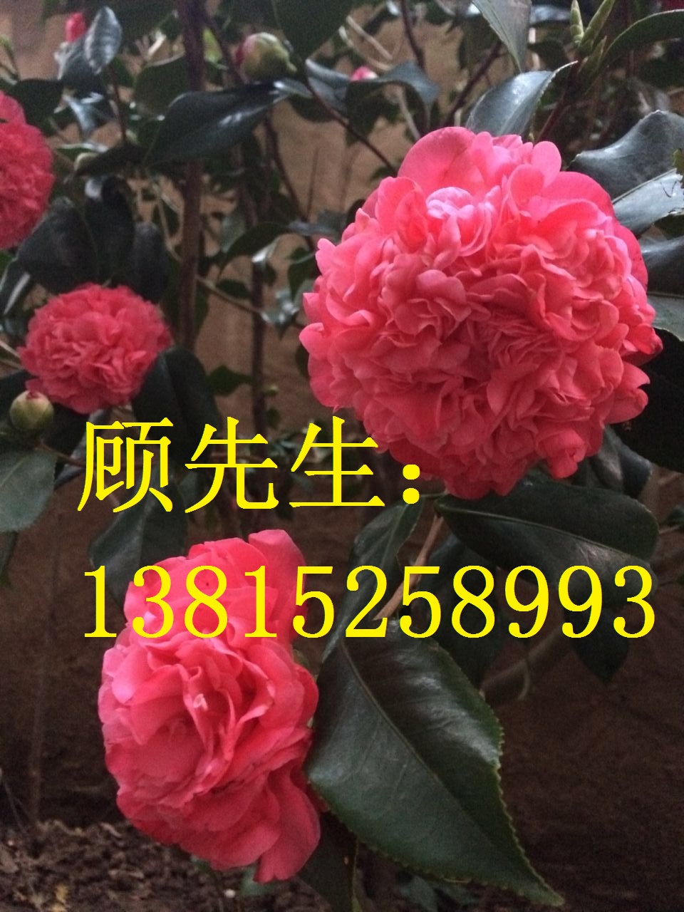 臘梅盆景圖片/臘梅盆景樣板圖 (2)