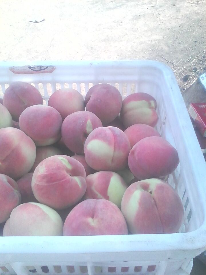 湖南映霜紅桃樹苗批發(fā)價(jià)格，青州映霜紅桃樹苗批發(fā)，