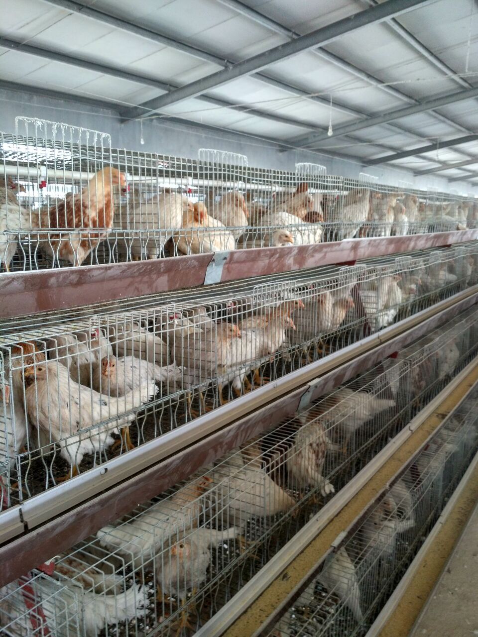 優(yōu)質(zhì)華裕 海蘭灰青年雞 海蘭灰蛋雞青年雞 海蘭褐蛋雞青年雞 優(yōu)質(zhì)海蘭褐蛋雞青年雞