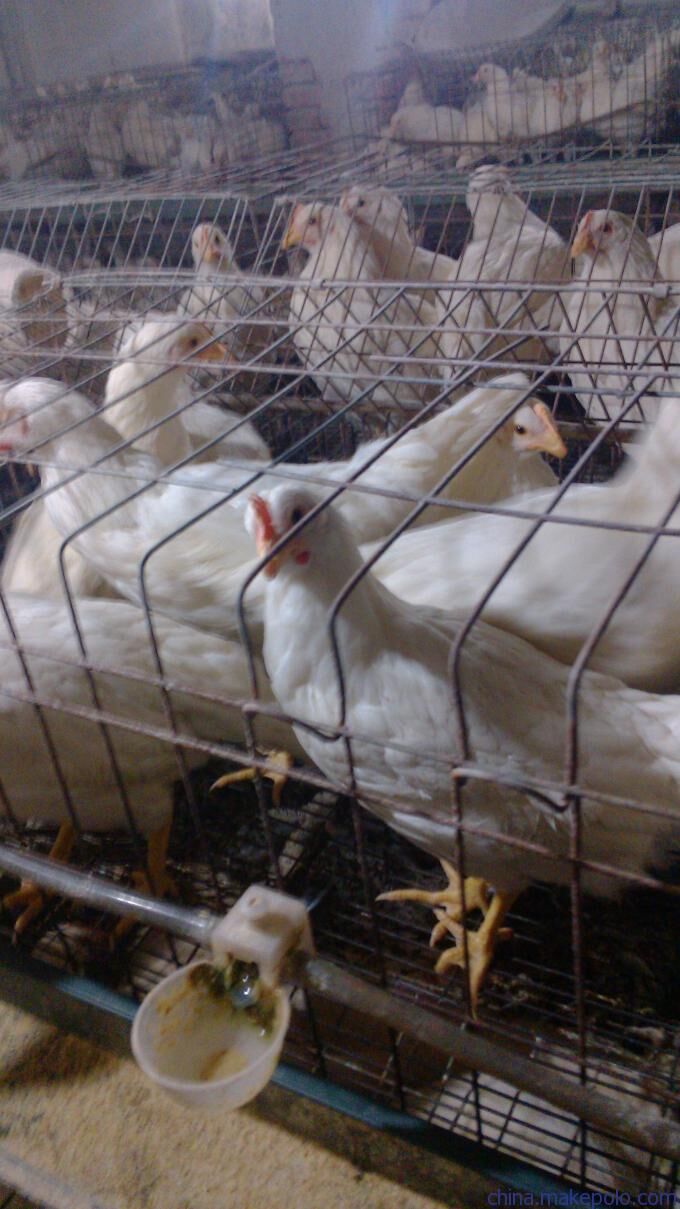 羅曼粉青年雞， 羅曼粉蛋雞，粉殼羅曼粉蛋雞，粉殼蛋雞蛋雞