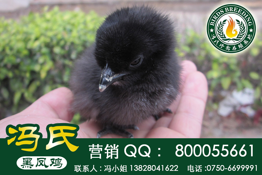 廣東黑鳳烏雞“麻羽、黑羽、紅冠”