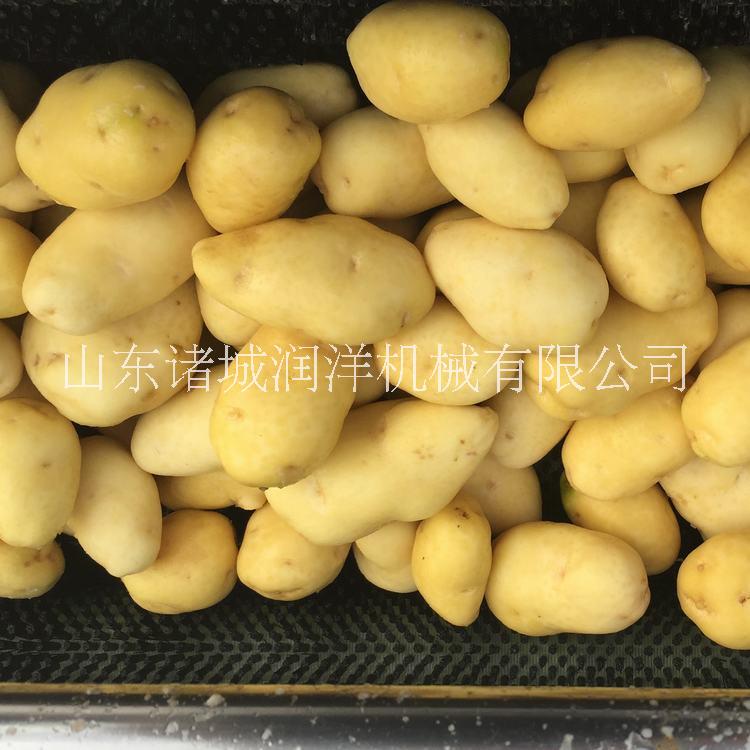 紅薯土豆去皮胡蘿卜山芋清洗機圖片/紅薯土豆去皮胡蘿卜山芋清洗機樣板圖 (4)