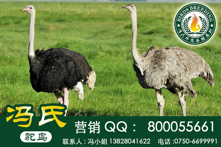 非洲鴕鳥圖片/非洲鴕鳥樣板圖 (1)