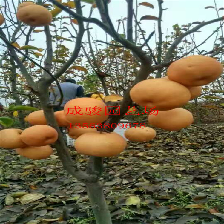 梨樹(shù)苗圖片/梨樹(shù)苗樣板圖 (4)