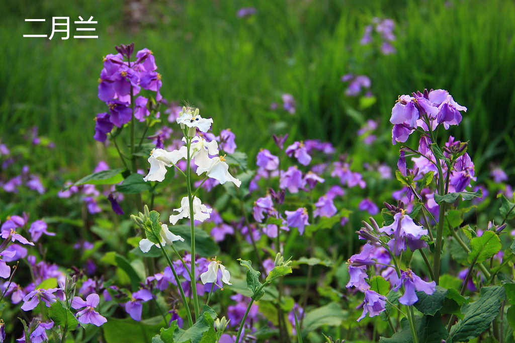 格桑花.粉色種植基地