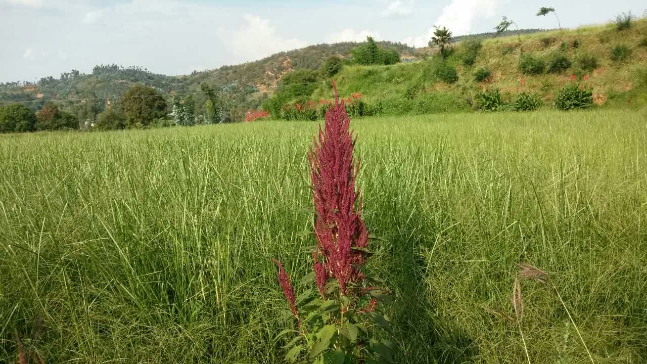 香根草图片