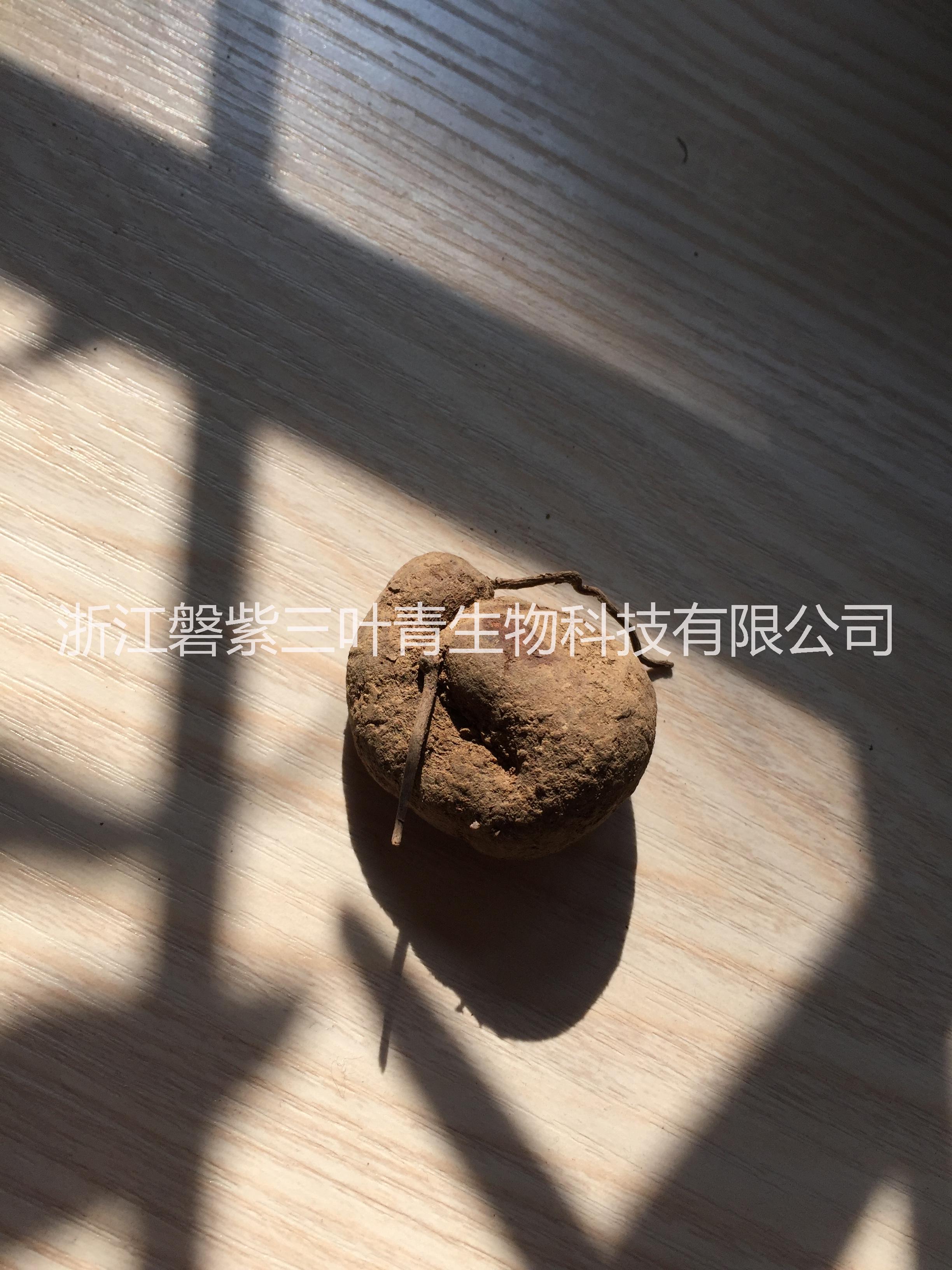 浙江紫藤野生三葉青塊根圖片/浙江紫藤野生三葉青塊根樣板圖 (4)