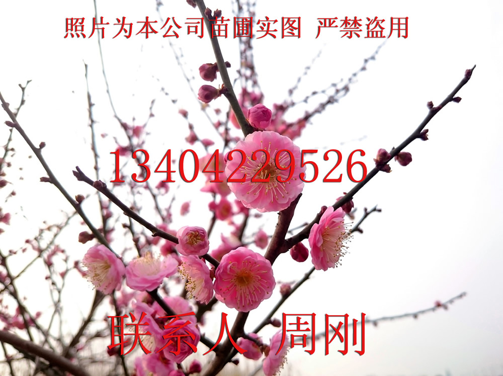 梅花樹圖片/梅花樹樣板圖 (2)