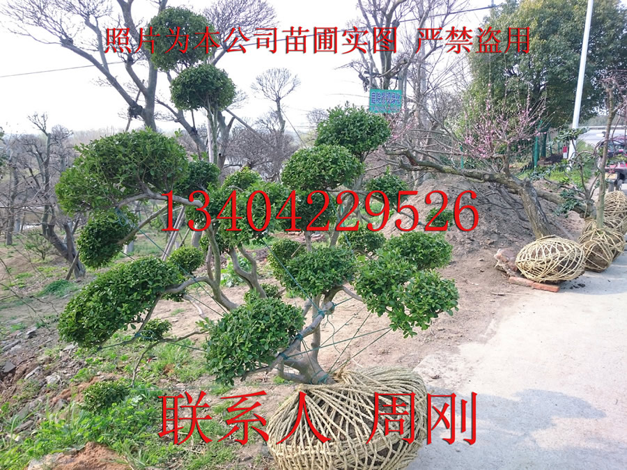 造型黄杨苗圃基地 苏州庭院别墅景观绿化 苏州造型树苗基地 景观造型苗木图片