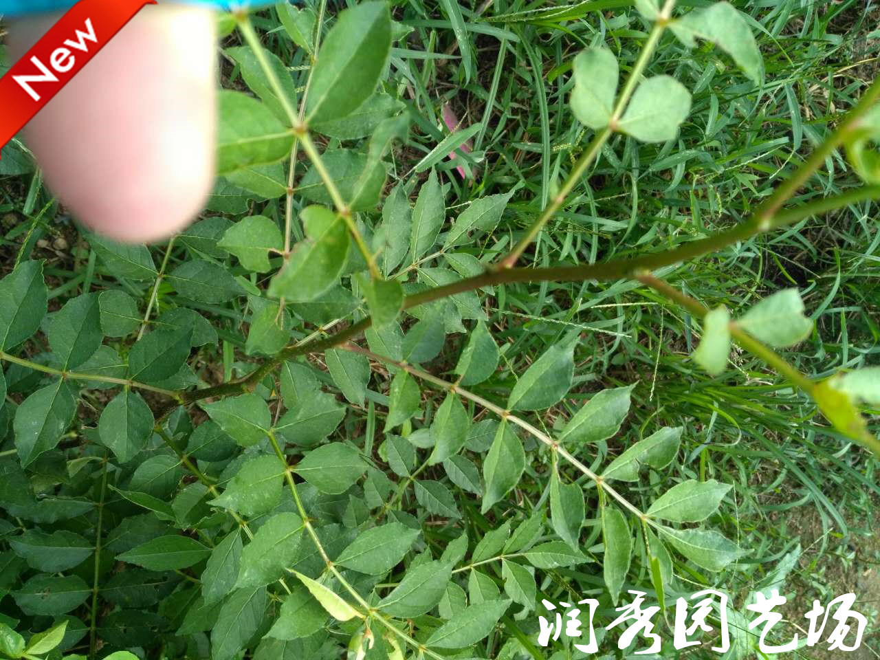 花椒苗圖片/花椒苗樣板圖 (2)