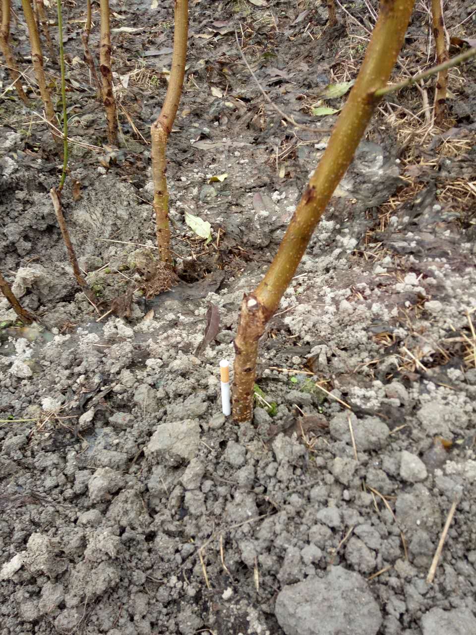 黃桃圖片/黃桃樣板圖 (1)