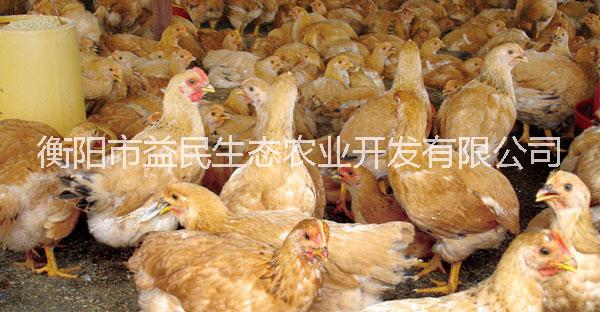 存活率高圖片/存活率高樣板圖 (3)