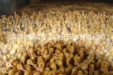 櫻桃谷鴨 混合苗 出殼苗圖片