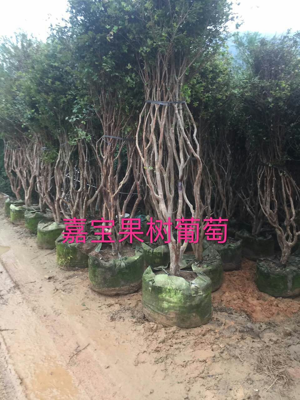 嘉宝果树葡萄苗 嘉宝果树葡萄苗供应 嘉宝果树葡萄苗价格 嘉宝果树葡萄苗基地图片