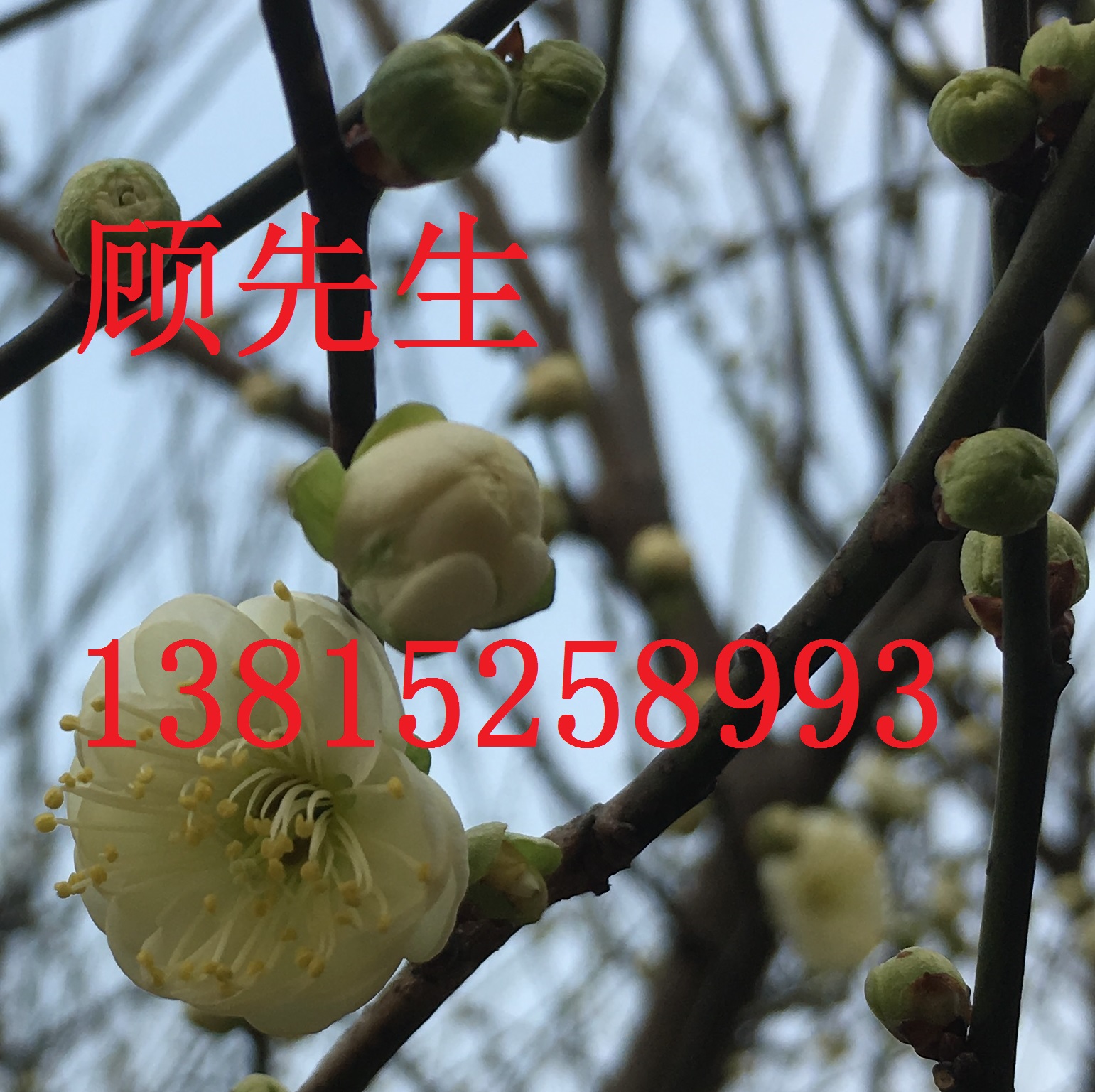 蘇州庭院景觀綠化、蘇州別墅景觀綠圖片/蘇州庭院景觀綠化、蘇州別墅景觀綠樣板圖 (2)